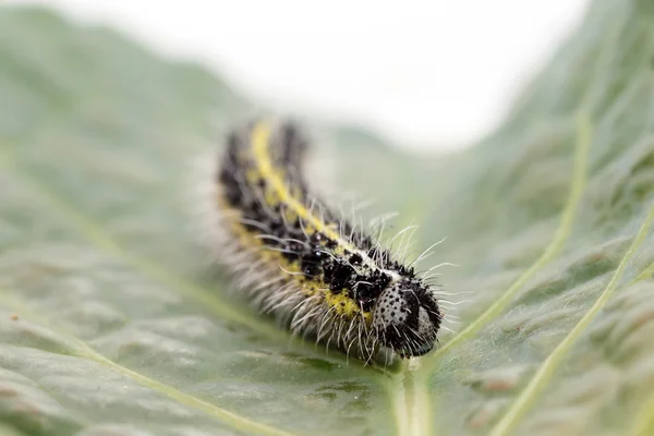 Oruga de pequeña col mariposa blanca —  Fotos de Stock