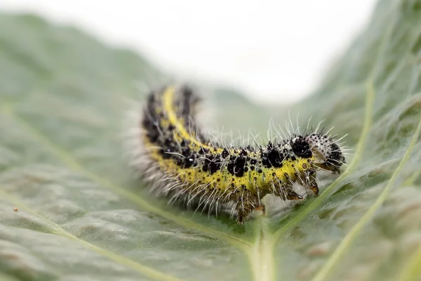 Chenille de petit chou papillon blanc — Photo