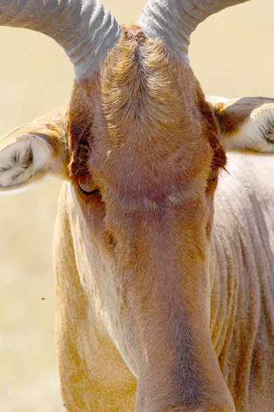 Portrait of hartebeest — Stock Photo, Image