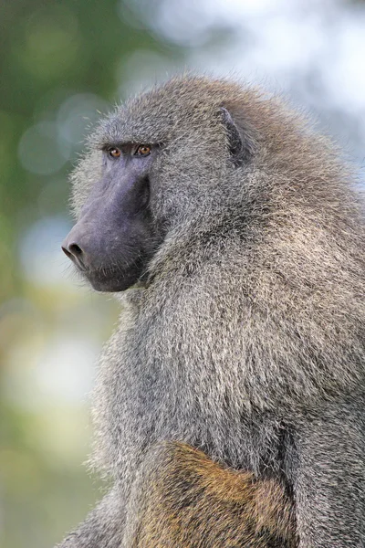 Retrato de babuíno de azeitona — Fotografia de Stock