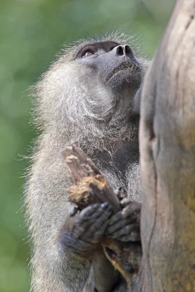 Retrato de babuíno de azeitona em uma árvore — Fotografia de Stock