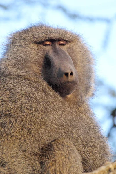 Portrait of adult olive baboon — Stock Photo, Image