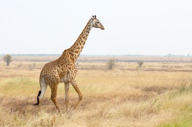 Giraffe in savannah clipart