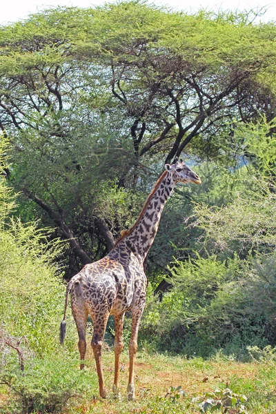 Καμηλοπάρδαλη σε εθνικό πάρκο λίμνης manyara, Τανζανία — Φωτογραφία Αρχείου