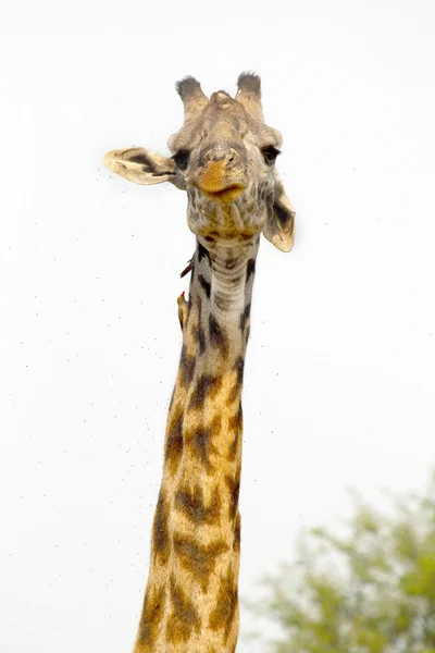 Uma girafa alta no fundo branco — Fotografia de Stock