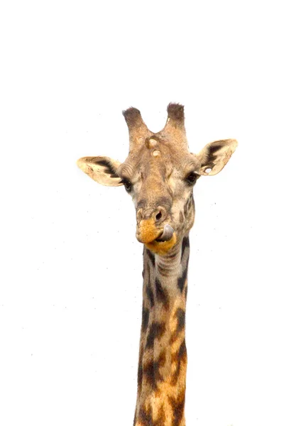 Eine große Giraffe auf weißem Hintergrund — Stockfoto