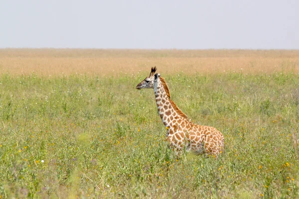 Girafe bébé dans l'herbe — Photo