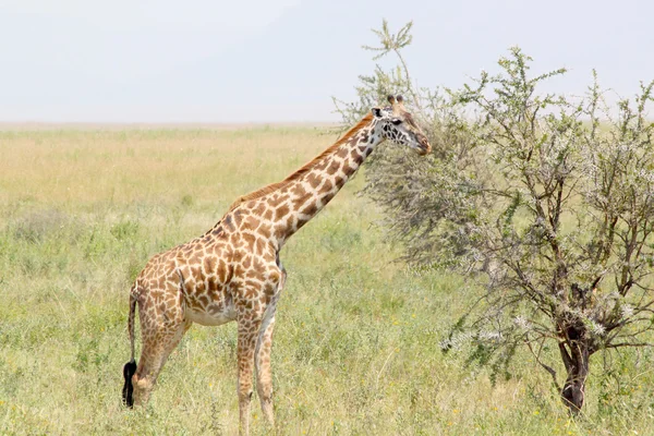 Youbg girafa comendo de uma árvore — Fotografia de Stock