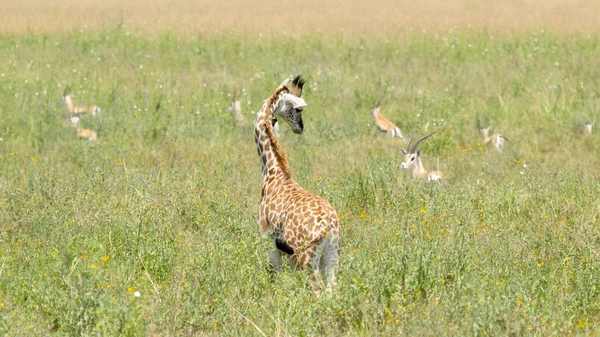 Newborn giraffe looking at gazelles — Stock Photo, Image