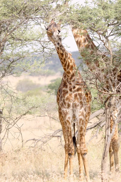 Жираф ест с дерева — стоковое фото