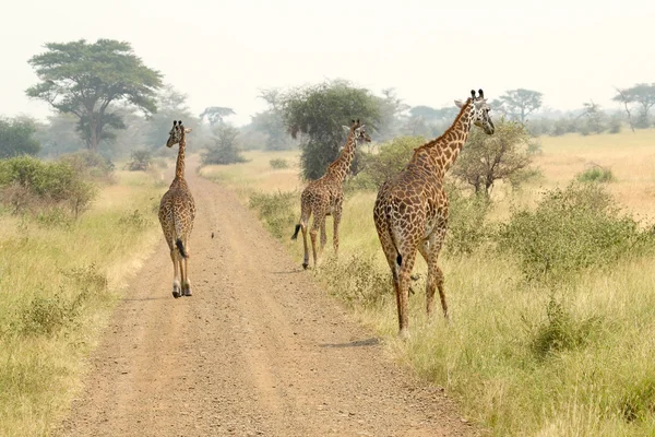 Жирафы вдоль дороги — стоковое фото