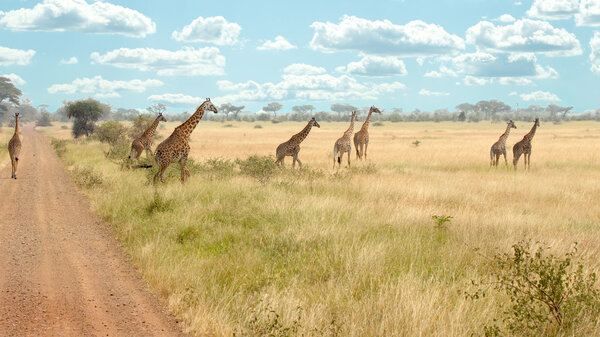Herd of giraffes along the road