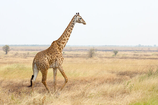 A giraffe (Giraffa camelopardalis) walking in Serengeti National Park, Tanzania