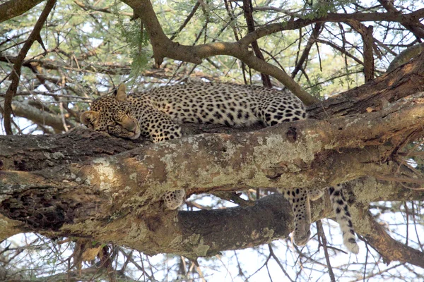 Leopar ağaca dinlenme — Stok fotoğraf