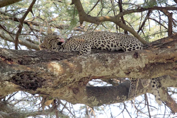 Leopard grooming on a tree