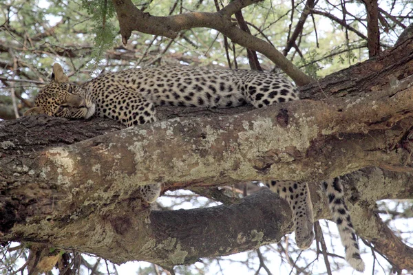 Léopard dormant sur un arbre — Photo