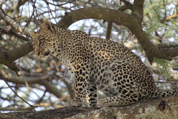 Joven leopardo sentado en una rama — Foto de Stock