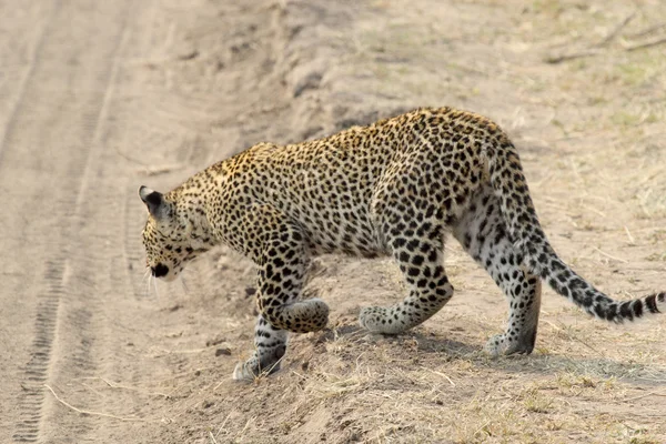 Leopardo atravessando uma estrada — Fotografia de Stock