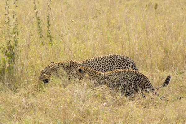 Un par de leopardos en Savannah — Foto de Stock