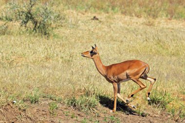 Female impala running in the savannah clipart