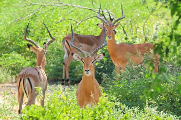 Herd of male impalas — Stock Photo, Image
