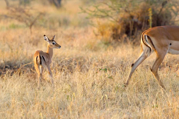 Baby impala following the mother — Stock Photo, Image