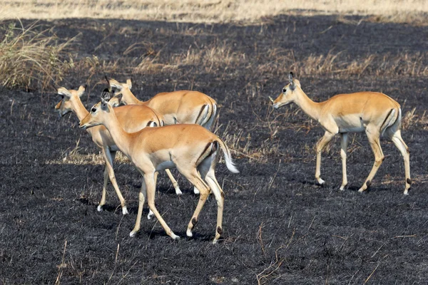 Impala lopen op het verbrande land — Stockfoto