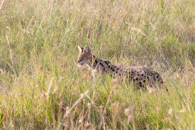 Savannah Serengeti Tanzanya'nın serval yaban kedisi