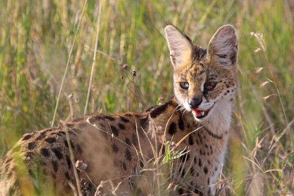 Serval wildcat in savannah van Serengeti Tanzania — Stockfoto