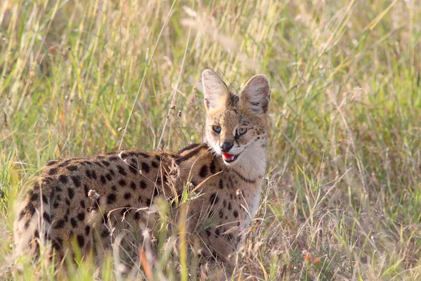 Savannah Serengeti Tanzanya'nın serval yaban kedisi