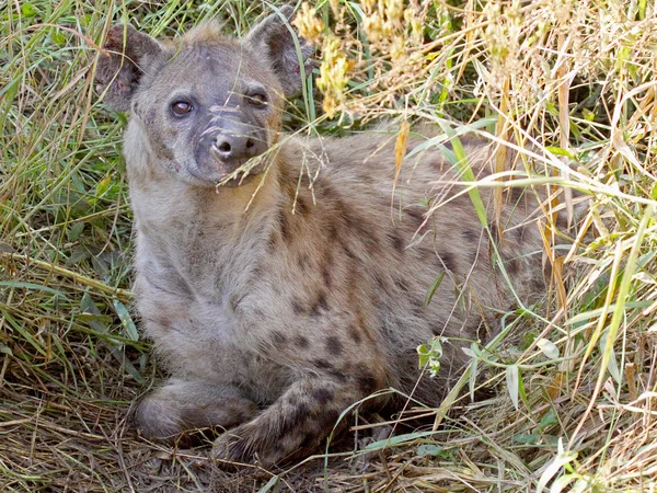 Gefleckte Hyäne in der Vegetation — Stockfoto