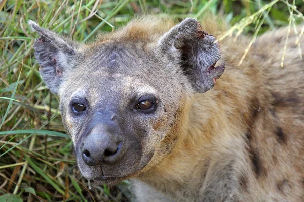 Portrét hyena skvrnitá — Stock fotografie