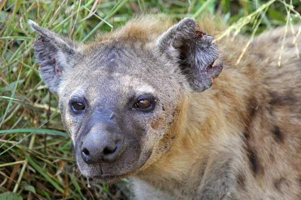 Porträt einer gefleckten Hyäne — Stockfoto