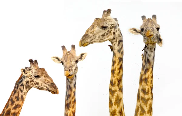 Жирафы на белом фоне — стоковое фото
