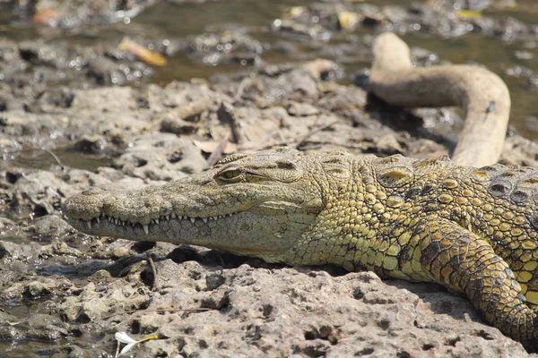 A víz közelében fiatalok krokodil — Stock Fotó