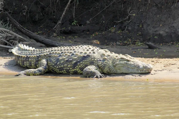 Crocodile se reposant le long d'une rivière — Photo
