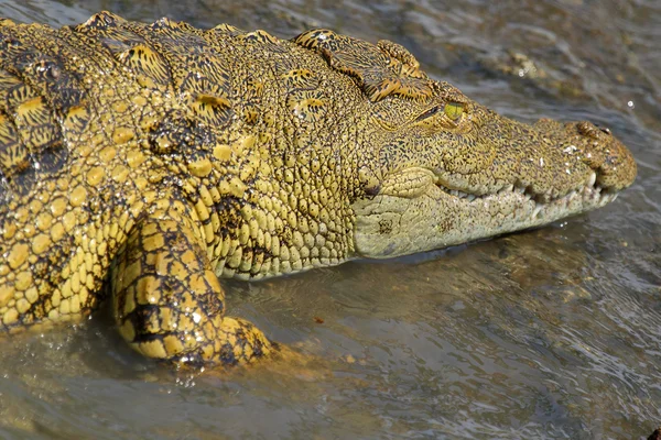 Fiatal krokodil a vízben — Stock Fotó