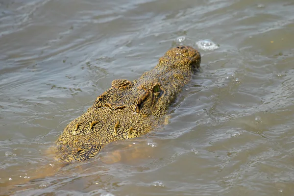 Jeune crocodile dans l'eau — Photo