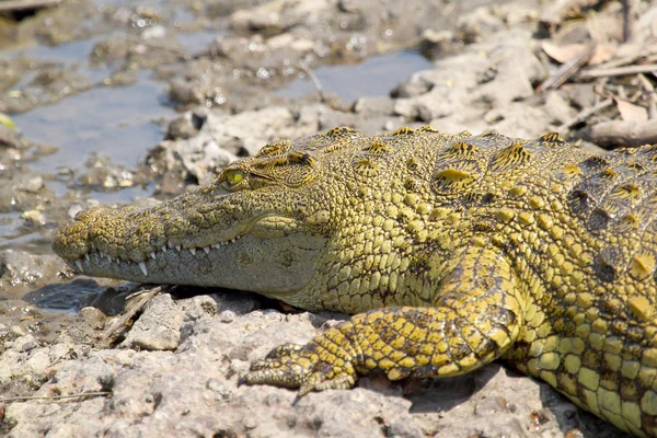 Crocodilo jovem perto da água — Fotografia de Stock