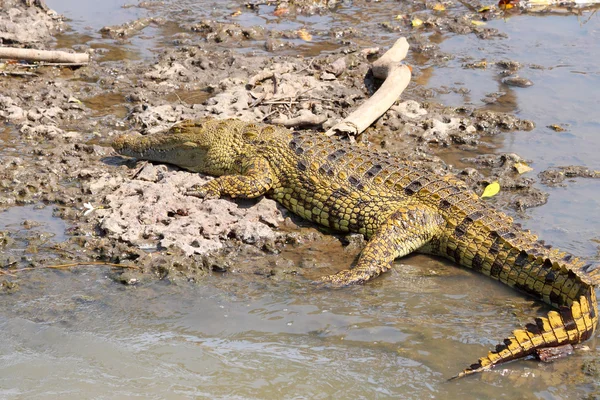 Young crocodile on the bank of a river — Stock Photo, Image