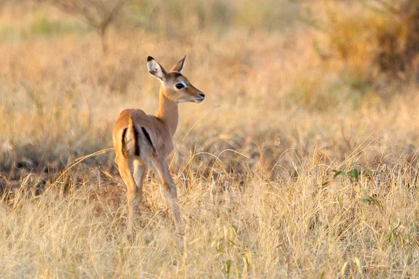 Baby impala following the mother — Stock Photo, Image