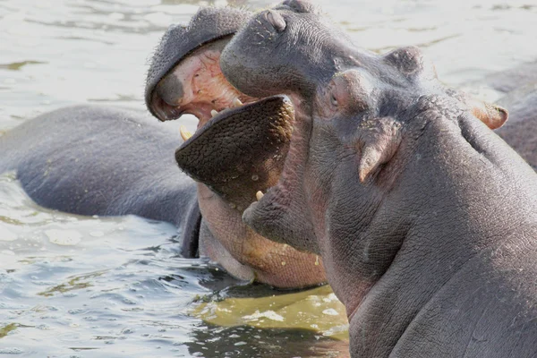 Male hippos fighting in a pool — Stock Photo, Image