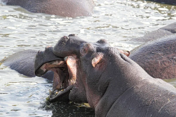 Masculino hipopótamos lutando em uma piscina — Fotografia de Stock