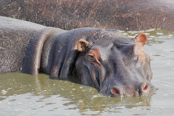 Portret van een nijlpaard in een pool — Stockfoto