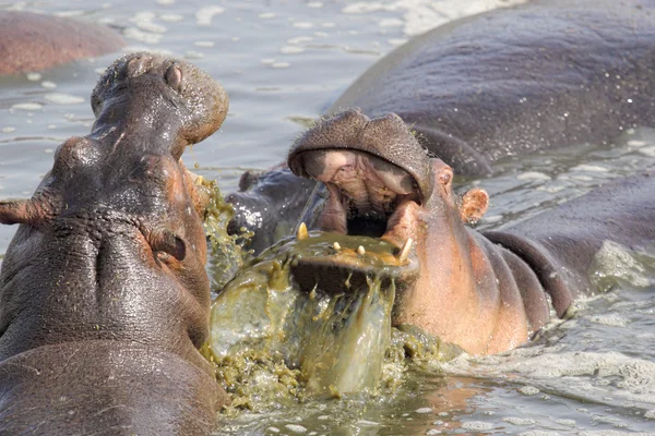 Masculino hipopótamos lutando em uma piscina — Fotografia de Stock