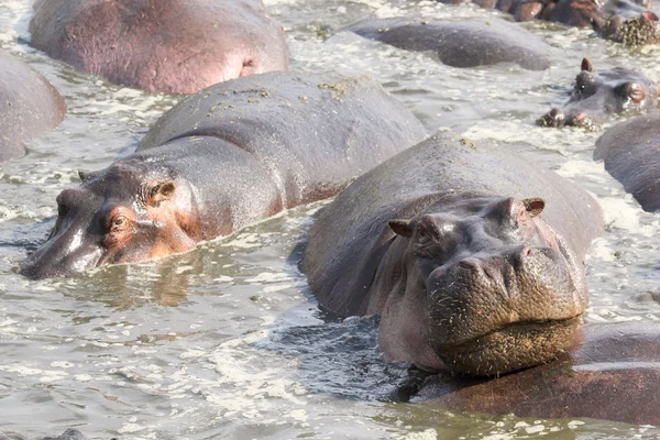 Portret hipopotama w basenie — Zdjęcie stockowe