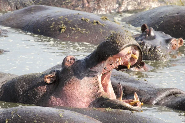 Enorme hipopótamo masculino bostezando en una piscina — Foto de Stock