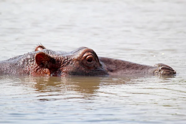 Hippo swimming in a lake — Stock Photo, Image