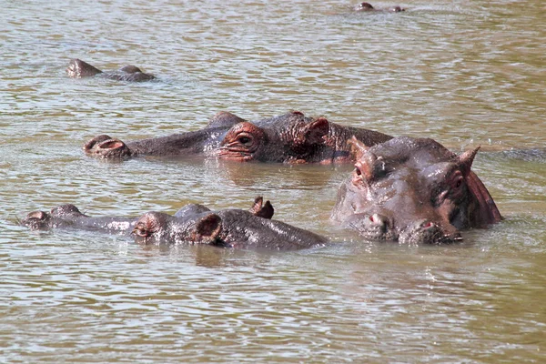 Hipopótamos nadando en un lago — Foto de Stock