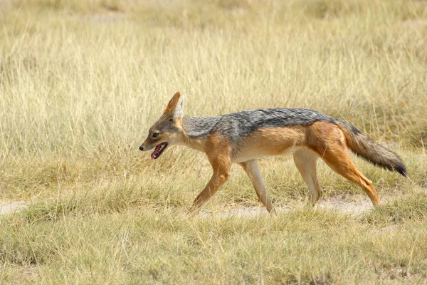 Black-backed jackal in savannah — Stock Photo, Image